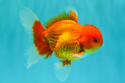 A Grade Red White Oranda Male 5.5 inches #061926OR_20
