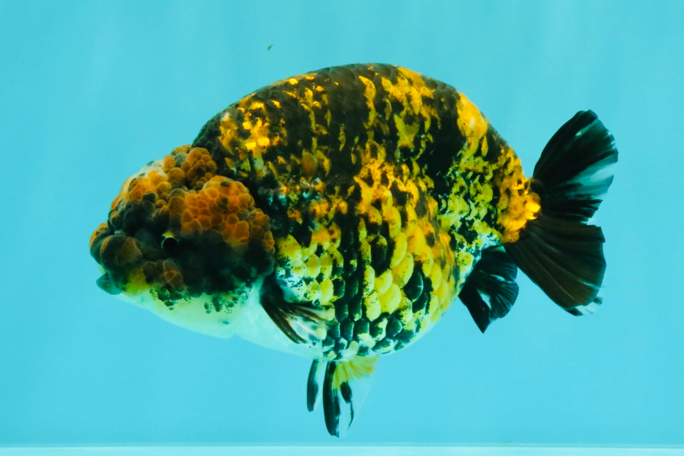A Grade Strong Body Structure Tiger Ranchu Female 5 inches #061926RC_10