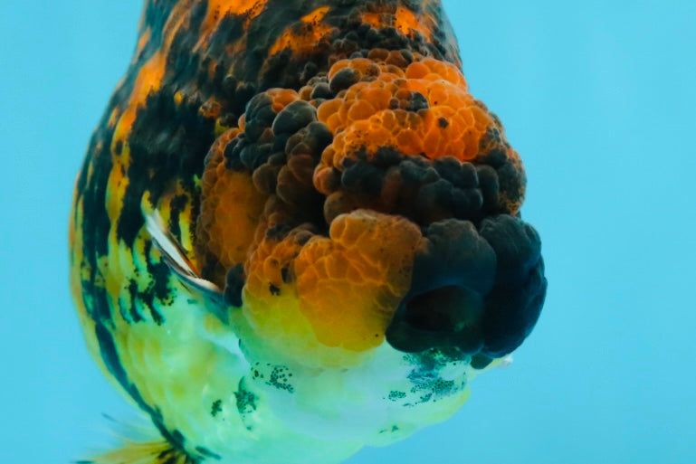 AAA Grade Tiger LionKing 5 inches #052325LC_18