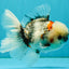 A Grade Marble Oranda Male 5.5 inches #050126OR_13