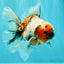 Calico Oranda Male 6.5-7 inches #071026OR_31