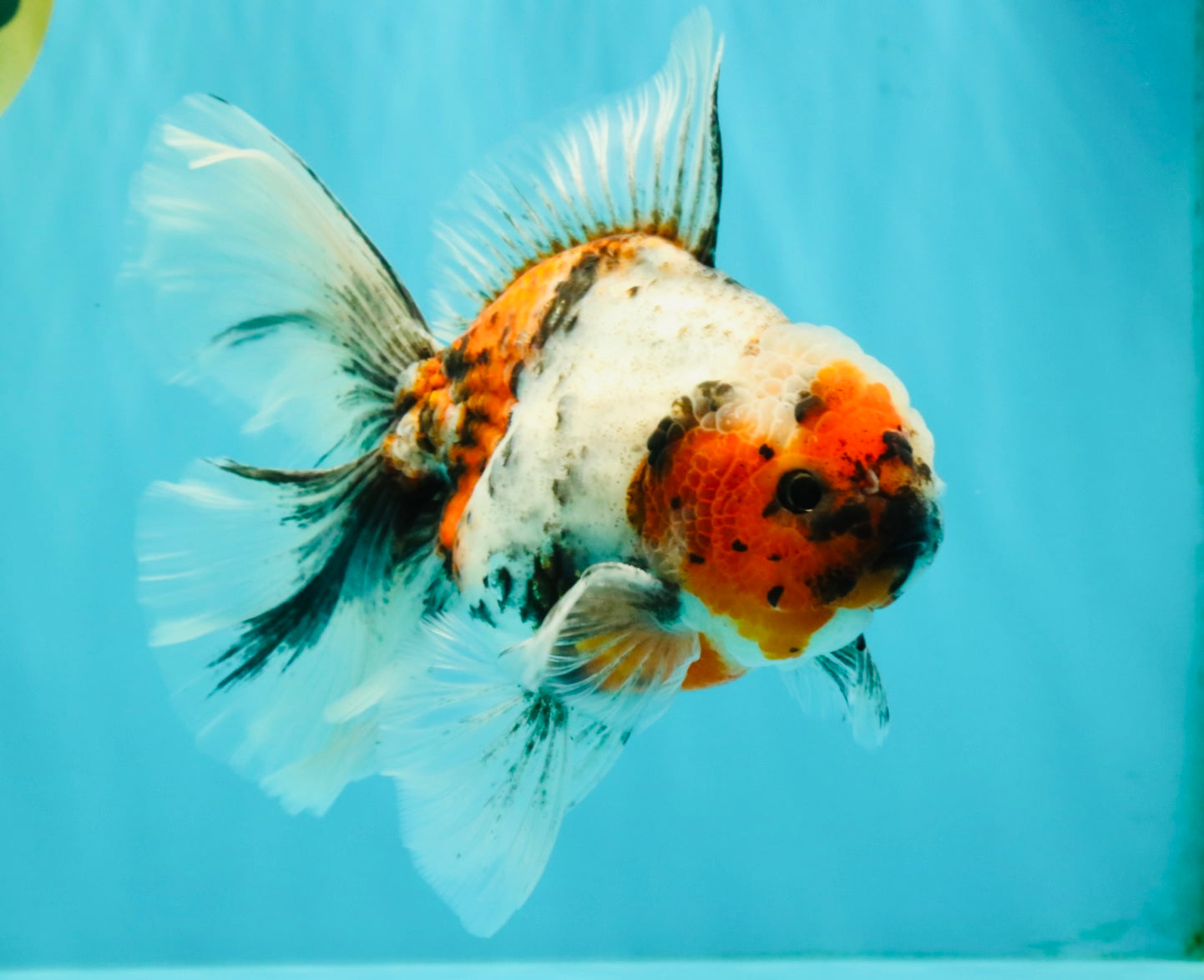 Calico Oranda Male 6.5-7 inches #071026OR_31