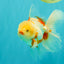 A Grade Lipstick Red White Oranda Male 5.5-6 inches #102326OR_14