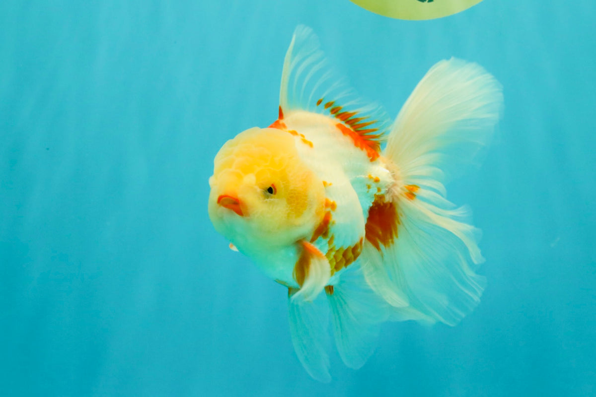 A Grade Lipstick Red White Oranda Male 5.5-6 inches #102326OR_14
