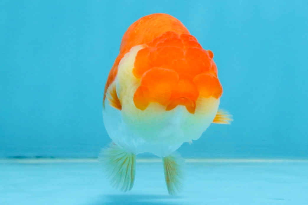 A Grade Red White LionQueen 4 inches #112125LC_06