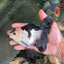 Panda Oranda Male 5 inches #081525OR_27