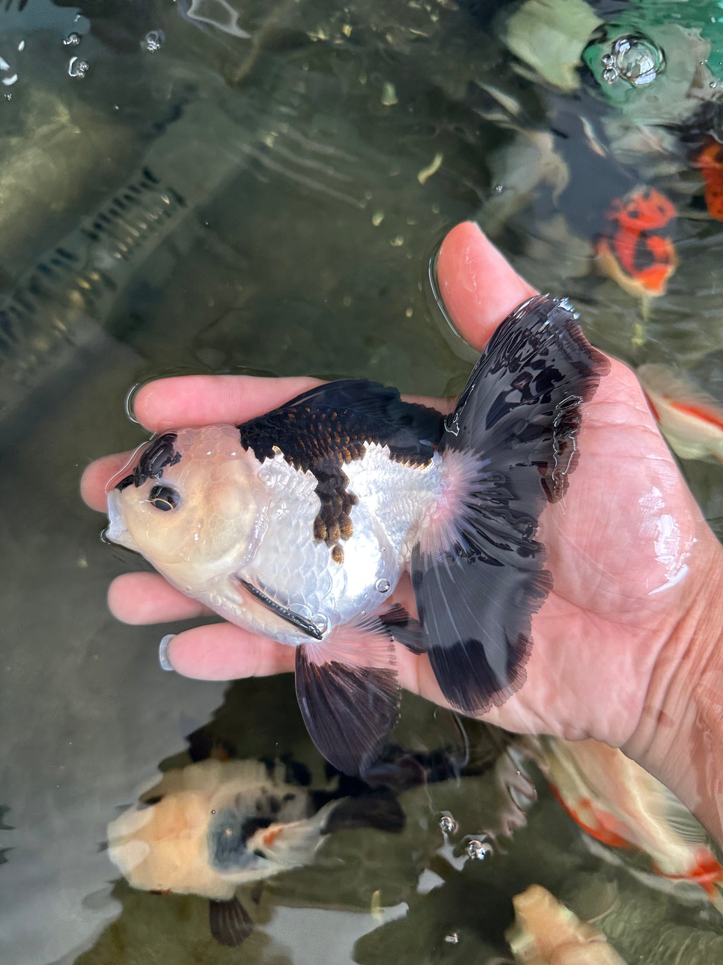Panda Oranda Male 5 inches #081525OR_27