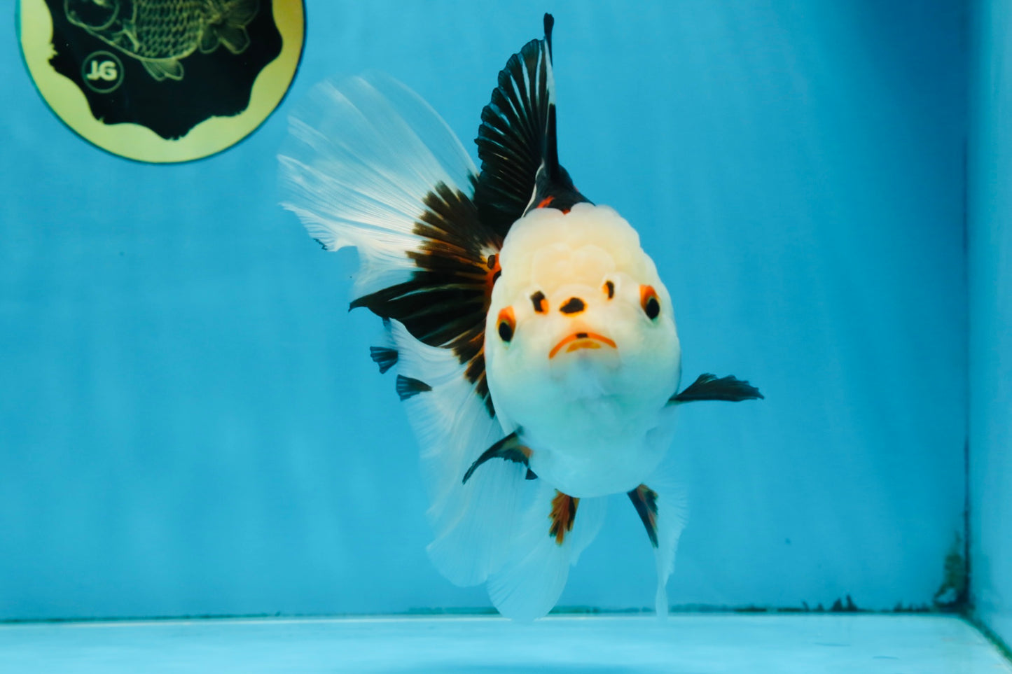 A Grade PUPPY Tricolor Oranda Female 6 inches #091925OR_10