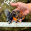 CHUBBY AAA Grade Tiger Oranda Male 5.5 inches #050126OR_08