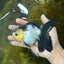 Panda Oranda Female 5-5.5 inches #080825OR_11