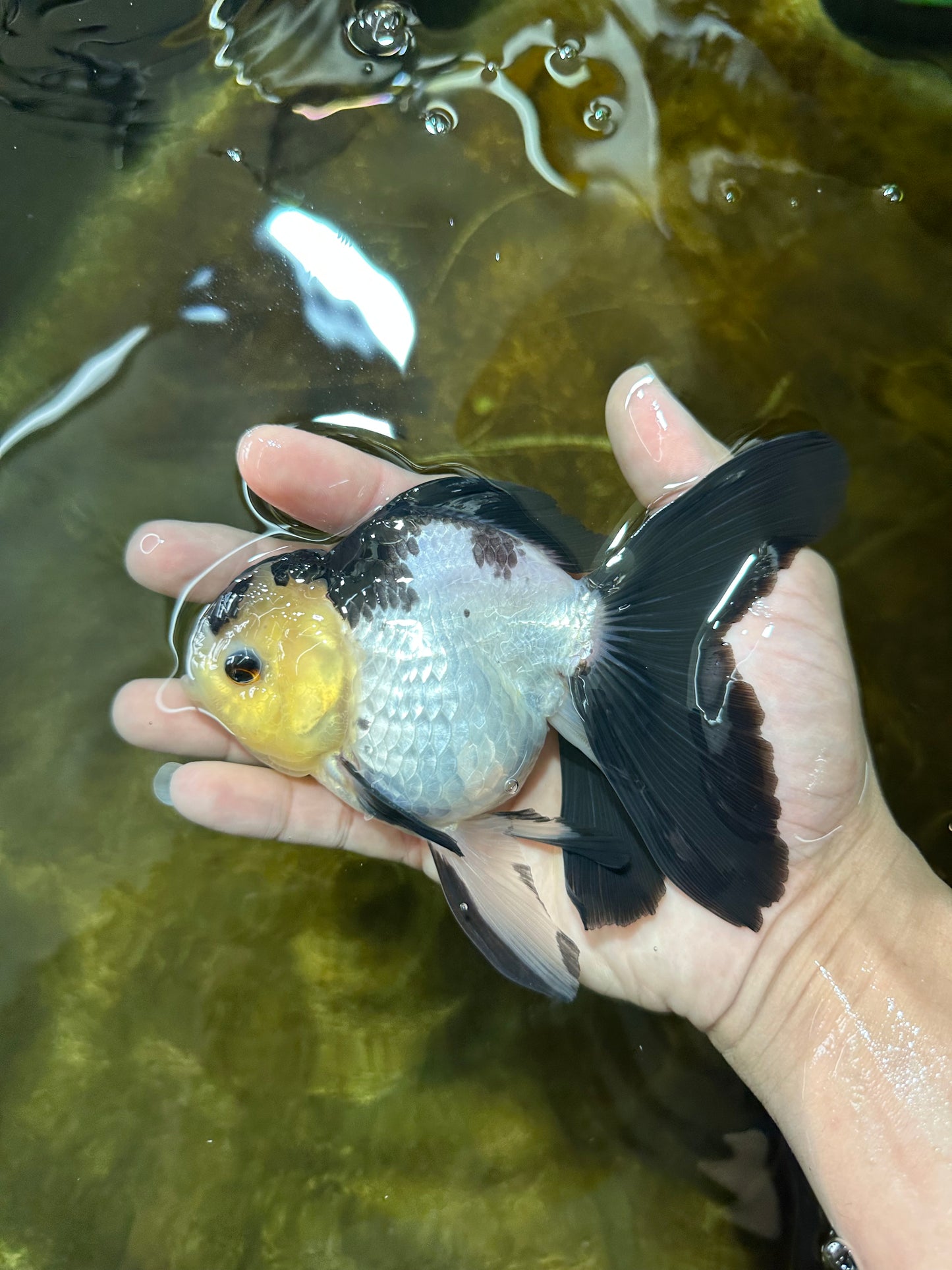 Panda Oranda Female 5-5.5 inches #080825OR_11