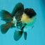 A Grade Panda Oranda Male 4.5-5 inches #1004OR_37