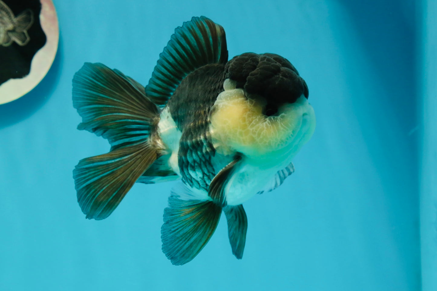 A Grade Panda Oranda Male 4.5-5 inches #1004OR_37