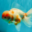 A Grade Sakura Oranda Male 6-6.5 inches #073126OR_17