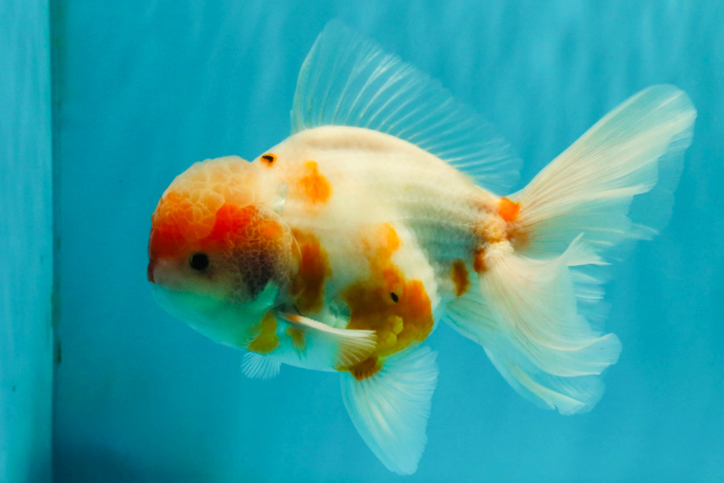 A Grade Sakura Oranda Male 6-6.5 inches #073126OR_17