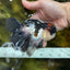 Lava Tricolor Oranda Male 5-5.5 inches #053025OR_20