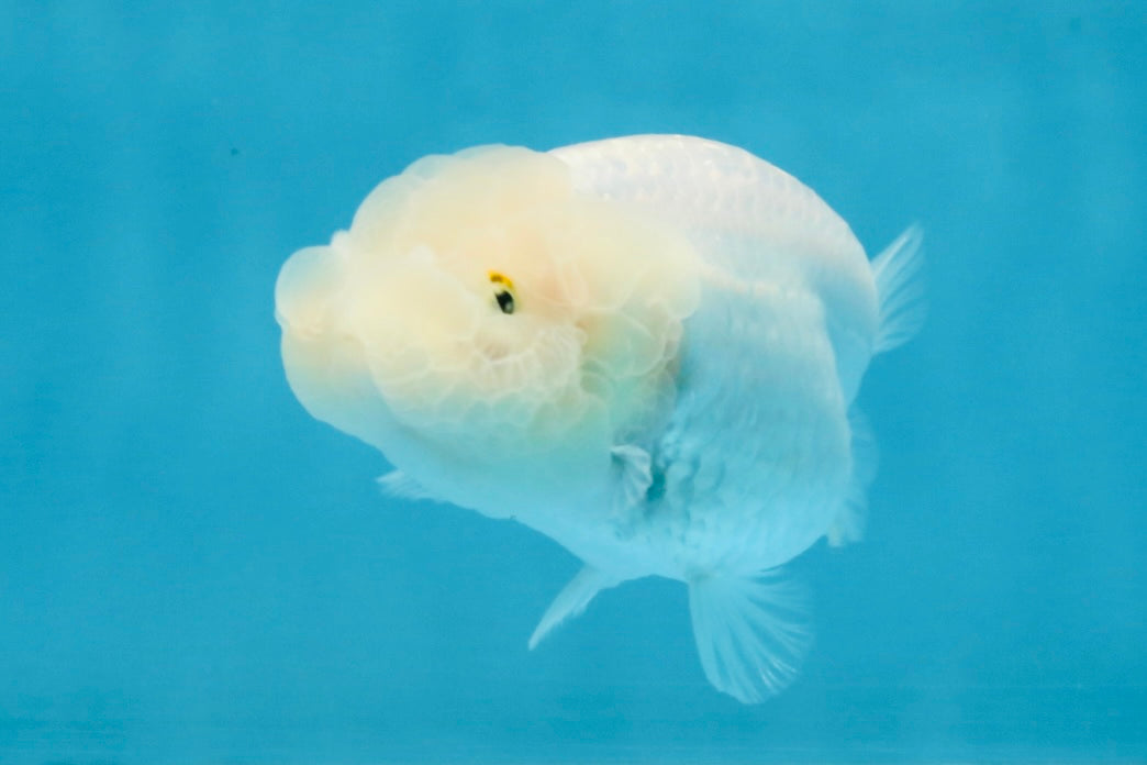 Snow White Lionchu Female 3.5 inches #121925LC_01