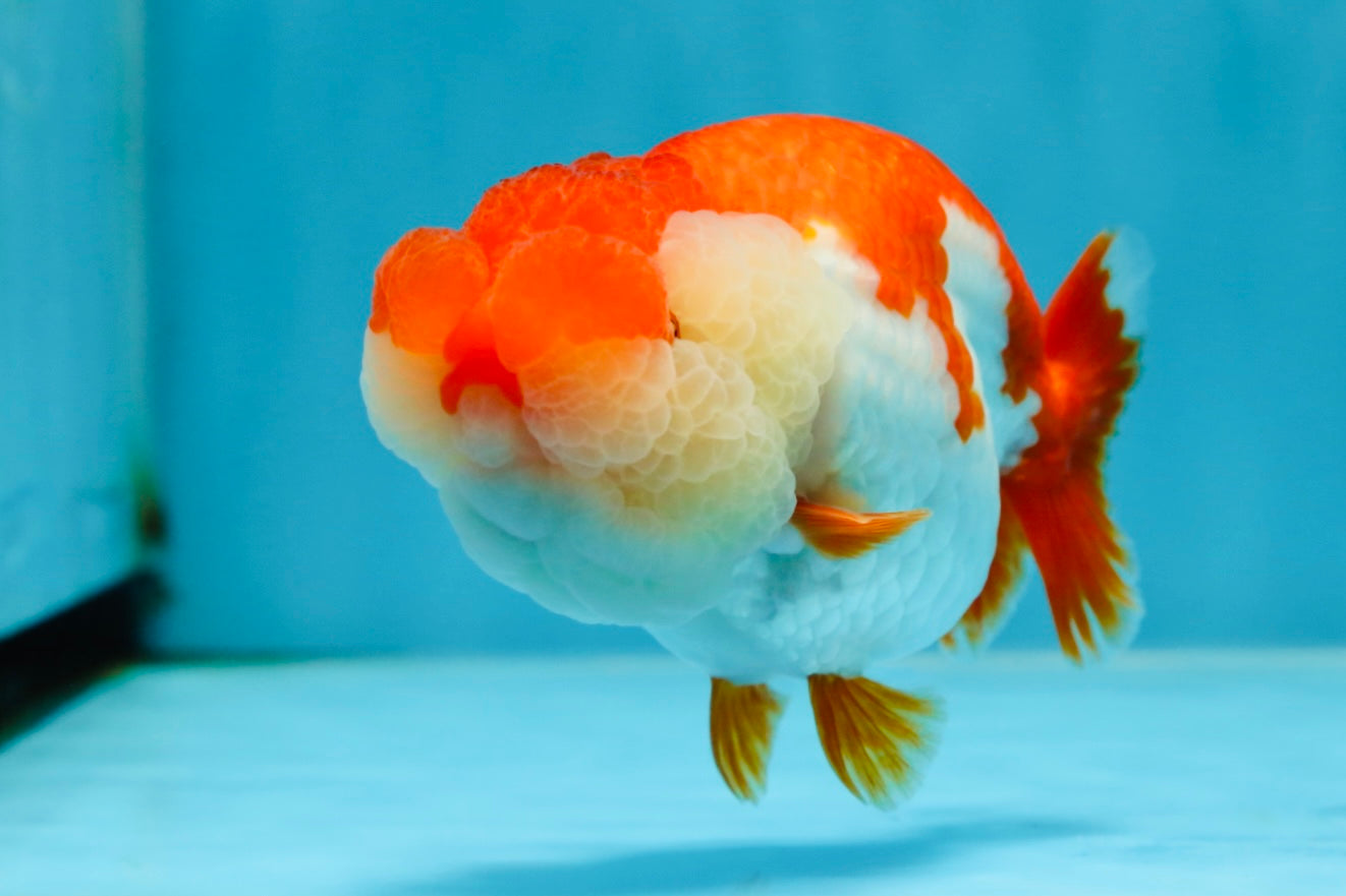 THE BEST AAA Grade Red White LionQueen 4.5 inches #042525LC_15