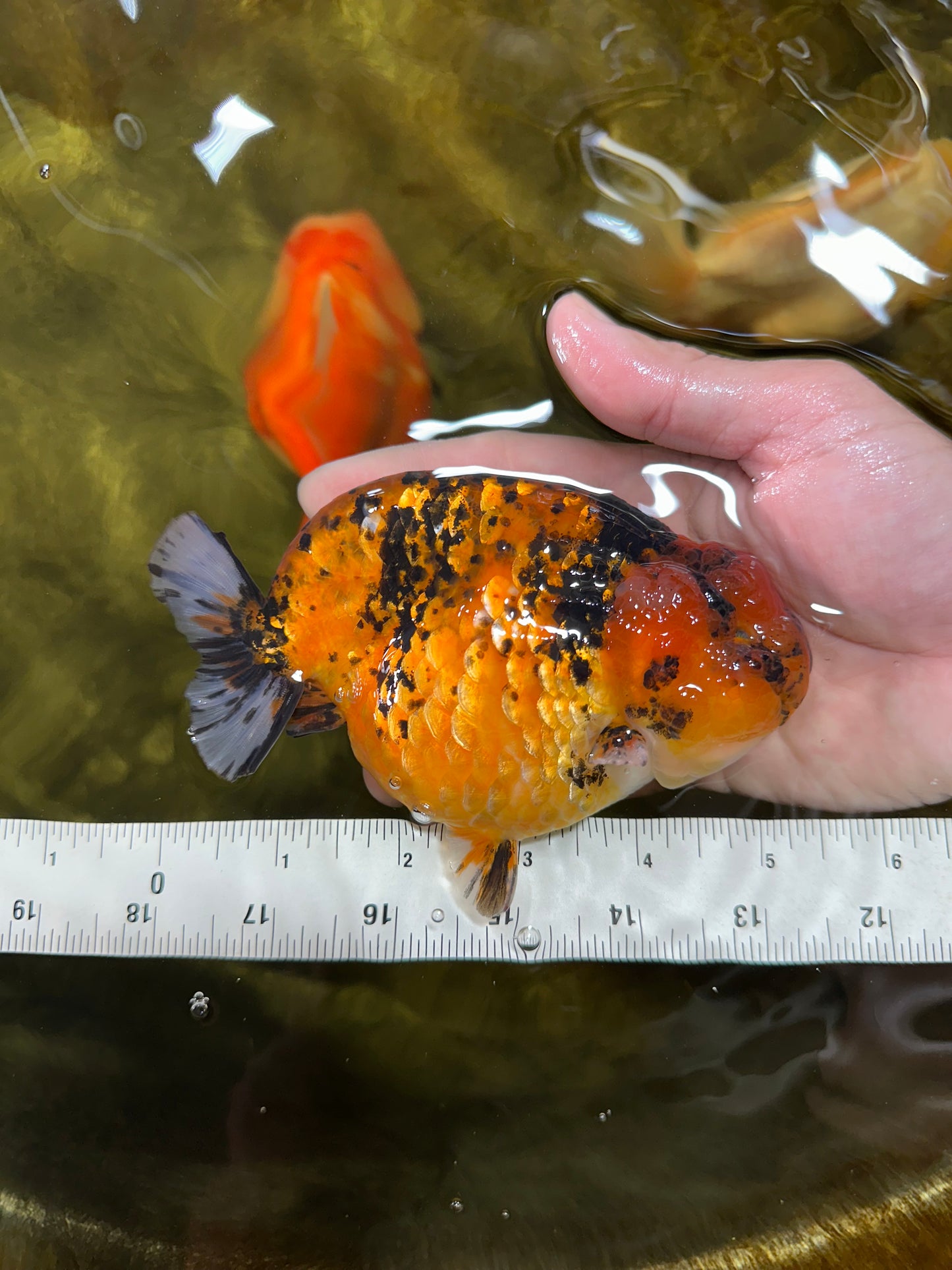 AAA Grade Tiger LionKing 5-5.5 inches #050925LC_05