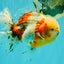 CHONKY AAA Grade Calico Oranda Male 6-6.5 inches #101626OR_21