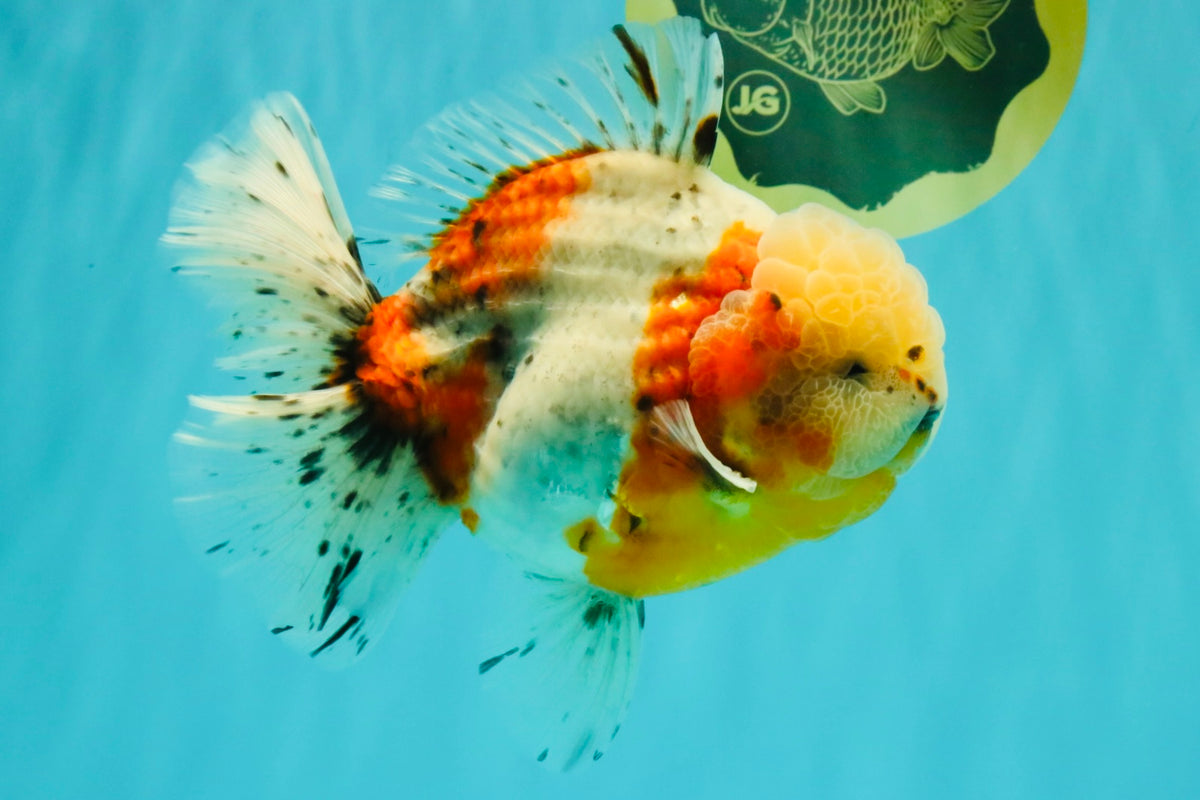 CHONKY AAA Grade Calico Oranda Male 6-6.5 inches #101626OR_21