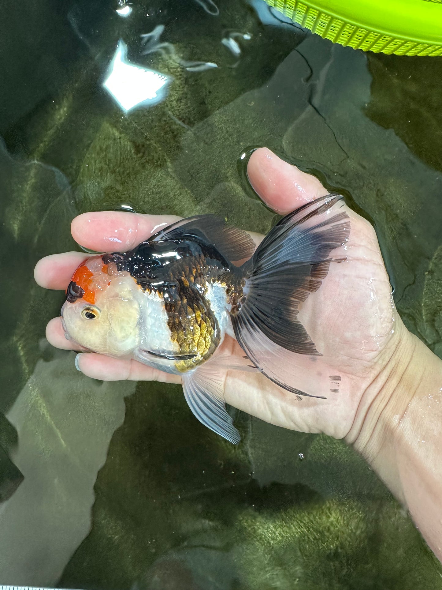 Tricolor Oranda Female 5 inches #091225OR_20