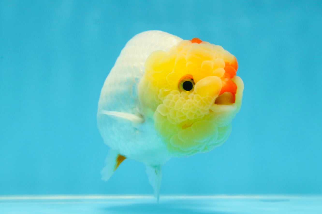 UNIQUE A Grade Red White LionQueen 4.5 inches #050225LC_18