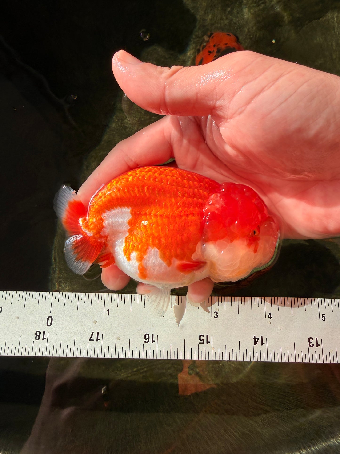 A Grade Red White LionQueen 4-4.5 inches #032726LC_14