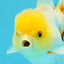 SUNNY White Oranda Female 5-5.5 inches #041026OR_08