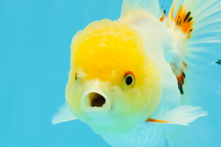 SUNNY White Oranda Female 5-5.5 inches #041026OR_08