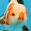 AAA Grade CHONKY Tricolor Yuanbao Male 5.5 inches #091925YB_16