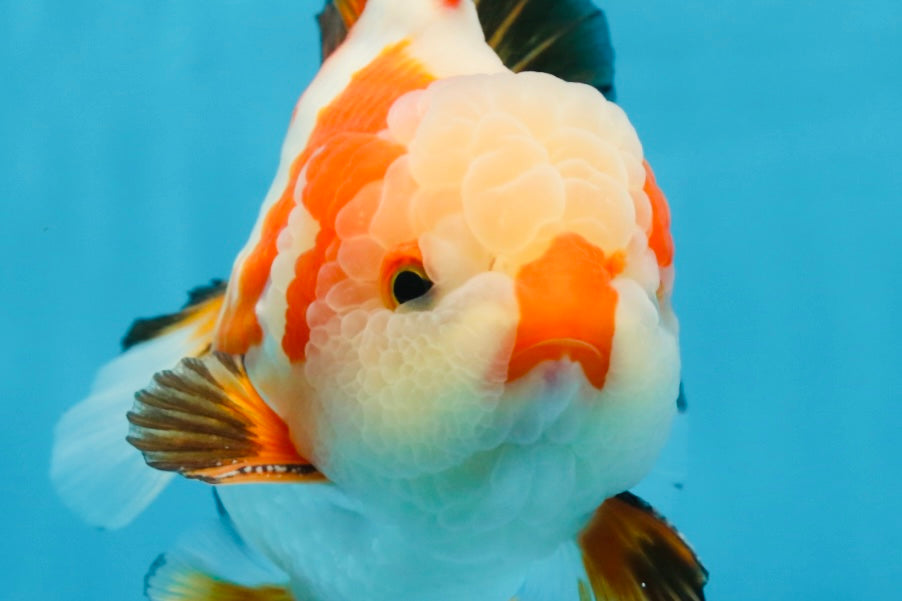 AAA Grade CHONKY Tricolor Yuanbao Male 5.5 inches #091925YB_16