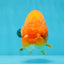 Orange Lionchu Female 4.5 inches #0927LC_32