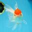A Grade Red White Oranda Female 6 inches #071125OR_06