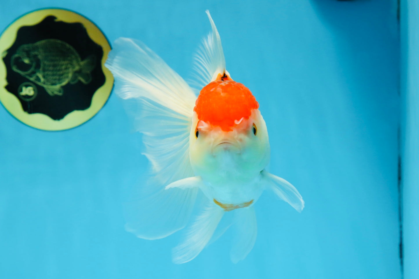 A Grade Red White Oranda Female 6 inches #071125OR_06