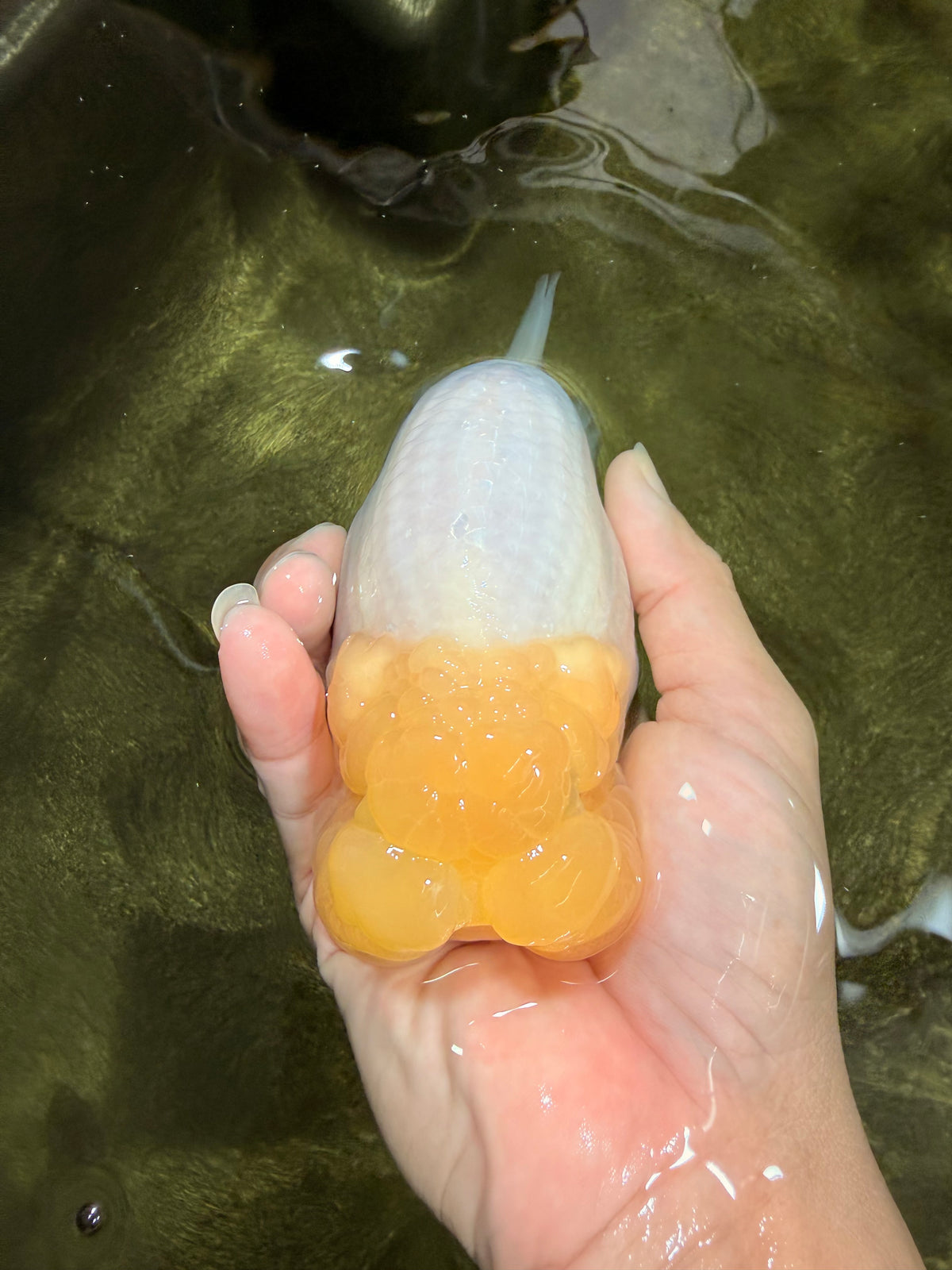 SPECIAL White Buffalo Ranchu Female 5.5 inch #092526RC_21