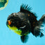 AAA Grade Dark Tiger Yuanbao Male 6-6.5 inches #041026YB_29