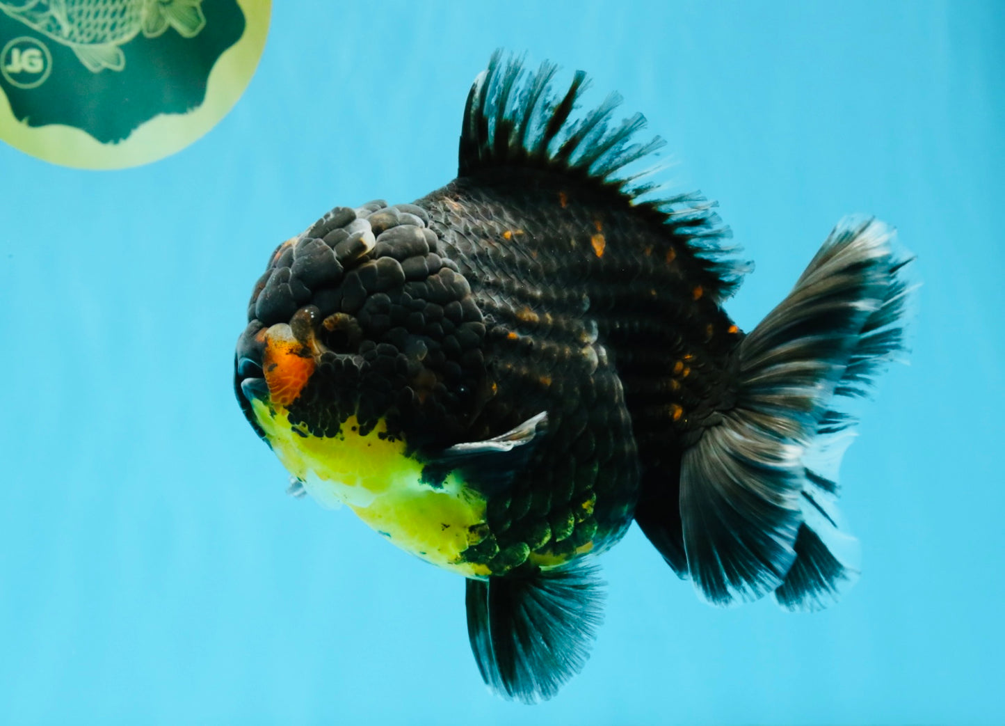 AAA Grade Dark Tiger Yuanbao Male 6-6.5 inches #041026YB_29