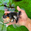 A Grade Tricolor Oranda Male 5.5 inches #0920OR_24