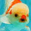 A Grade Red White Oranda Male 6 inches #071726OR_29
