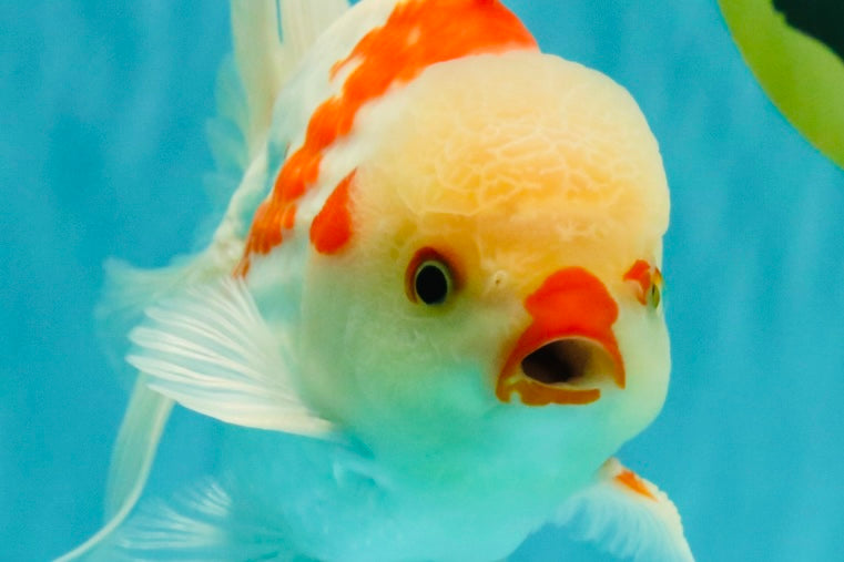 A Grade Red White Oranda Male 6 inches #071726OR_29
