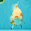 SUPER CUTE AAA Grade Red White Oranda Male 6-6.5 inches #080726OR_04