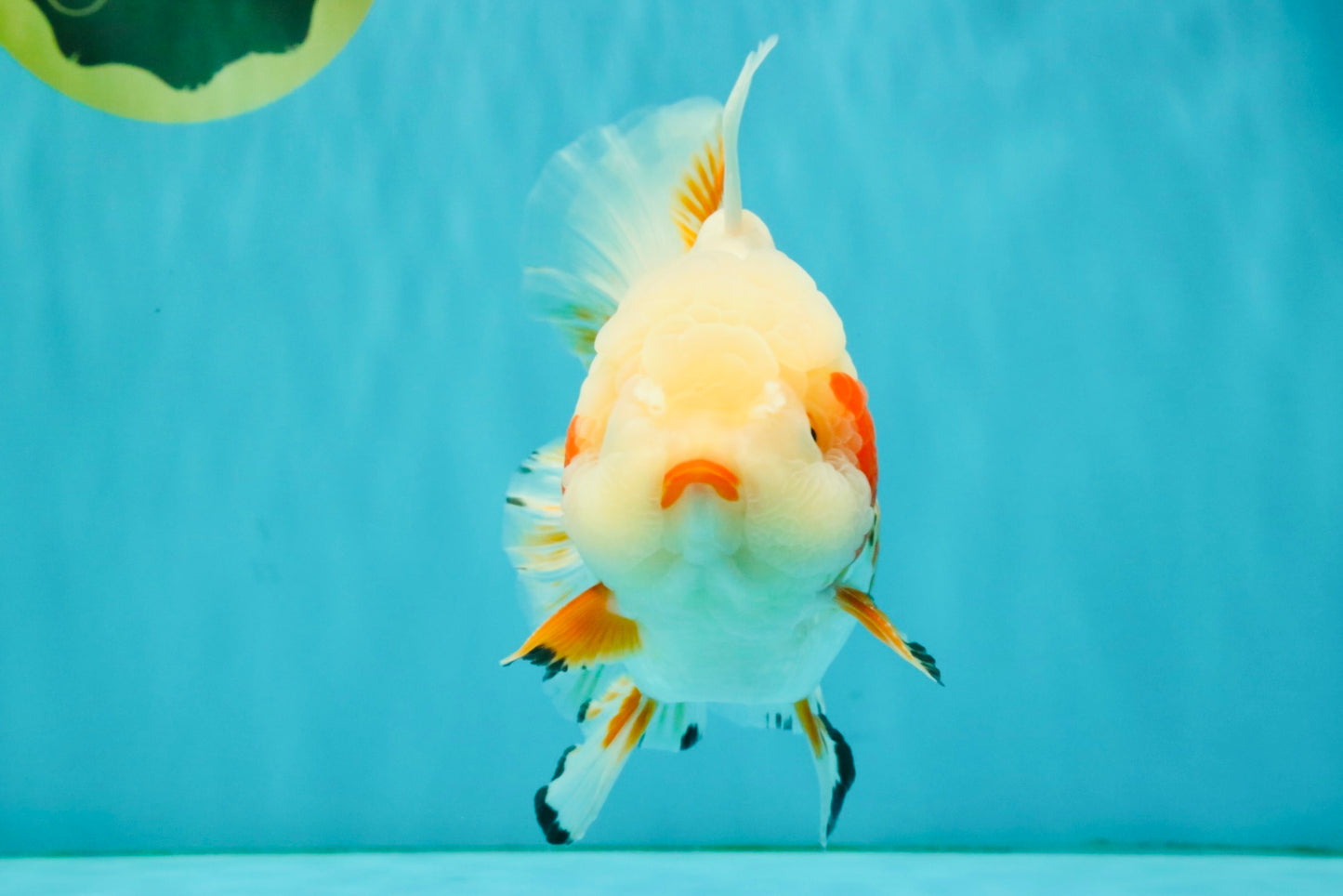 SUPER CUTE AAA Grade Red White Oranda Male 6-6.5 inches #080726OR_04