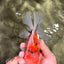 A Grade Marble Oranda Male 6 inches #072426OR_14
