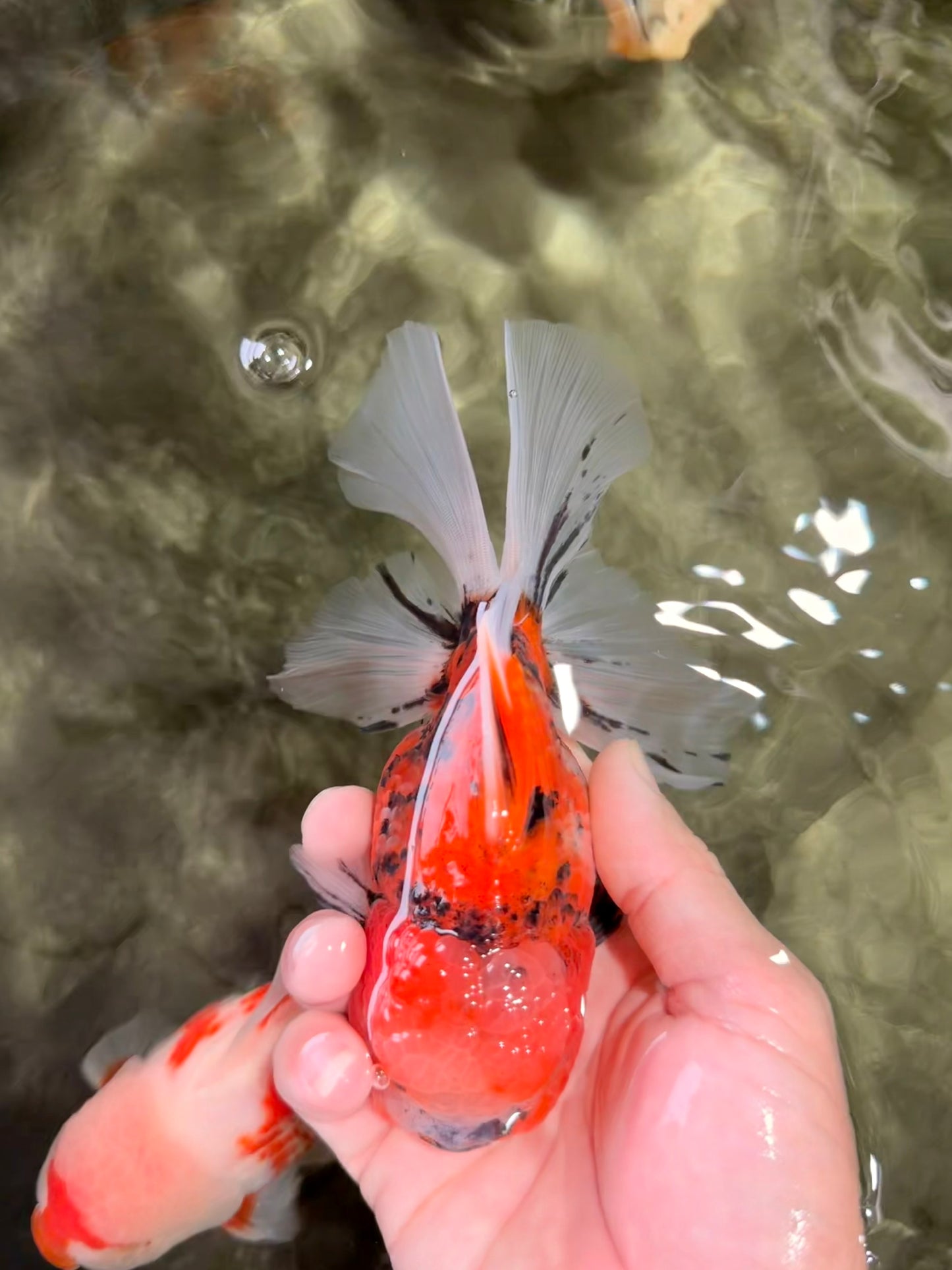 A Grade Marble Oranda Male 6 inches #072426OR_14