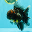 TOOTHLESS A Grade Kirin Oranda Male 6.5 inches #090426OR_01