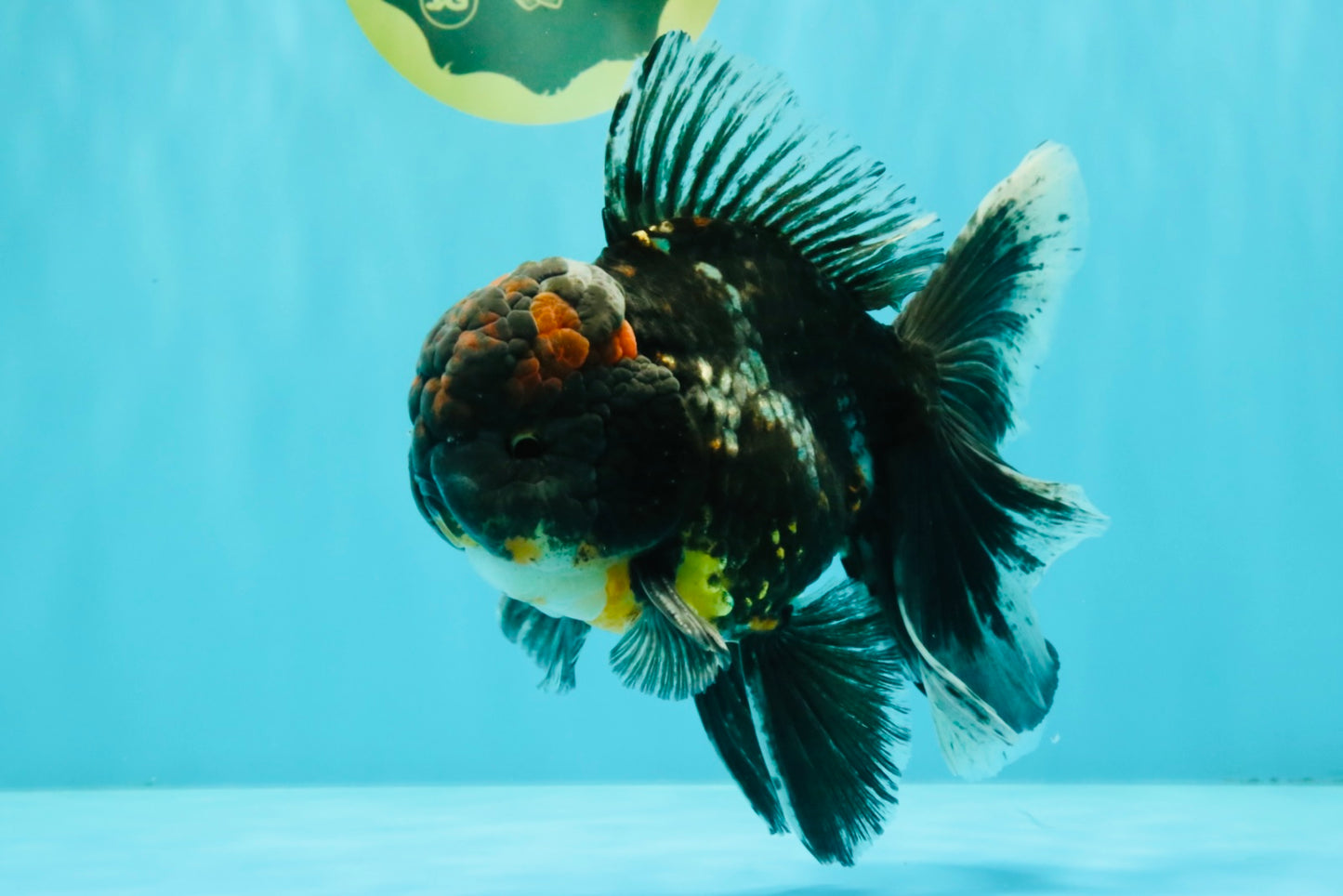 TOOTHLESS A Grade Kirin Oranda Male 6.5 inches #090426OR_01