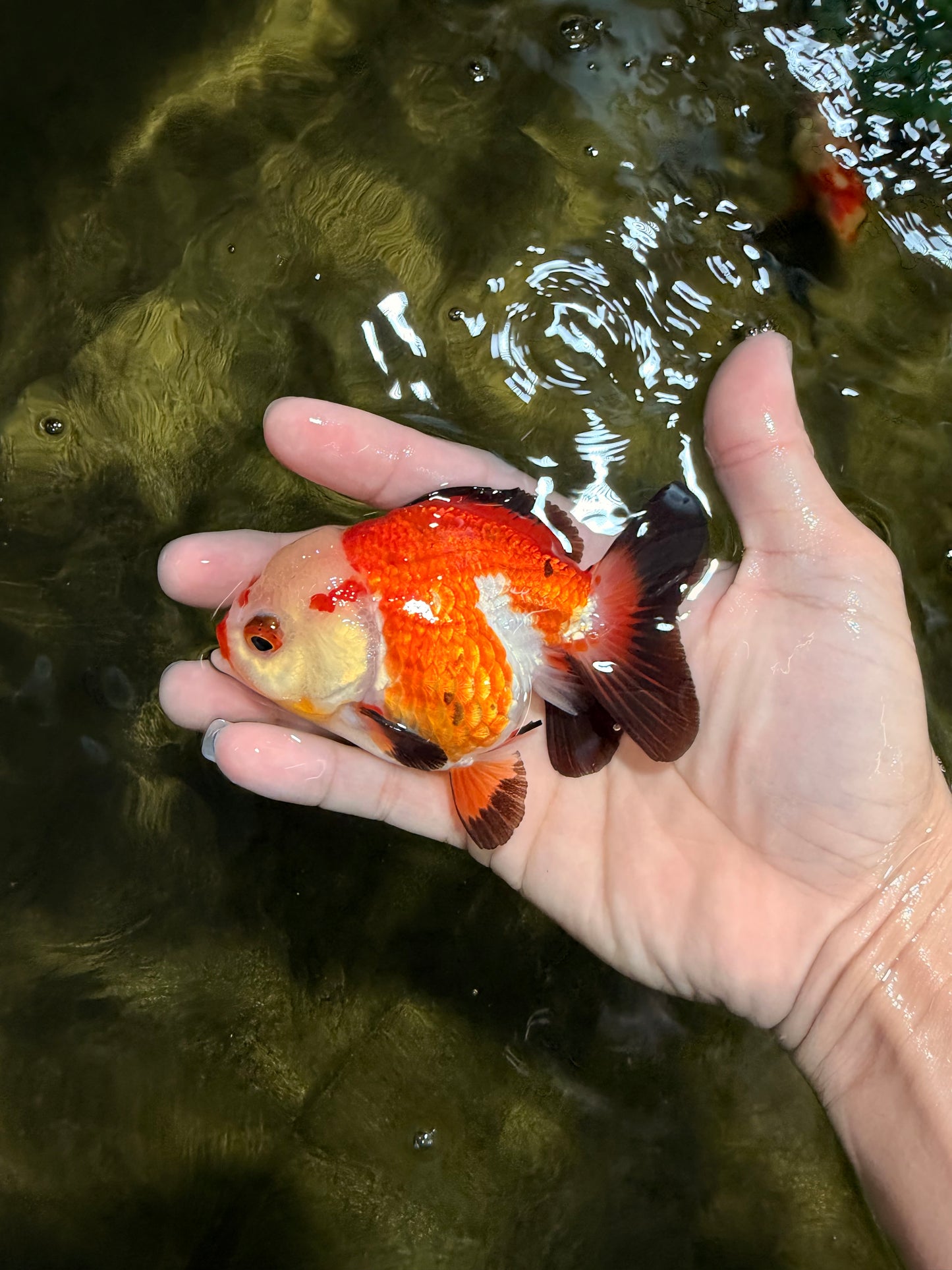 Tricolor Yuanbao Female 4 inches #111425YB_01