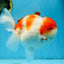 A Grade BIG WEN Kohaku Sakura Oranda Female 6-6.5 inches #091225OR_15