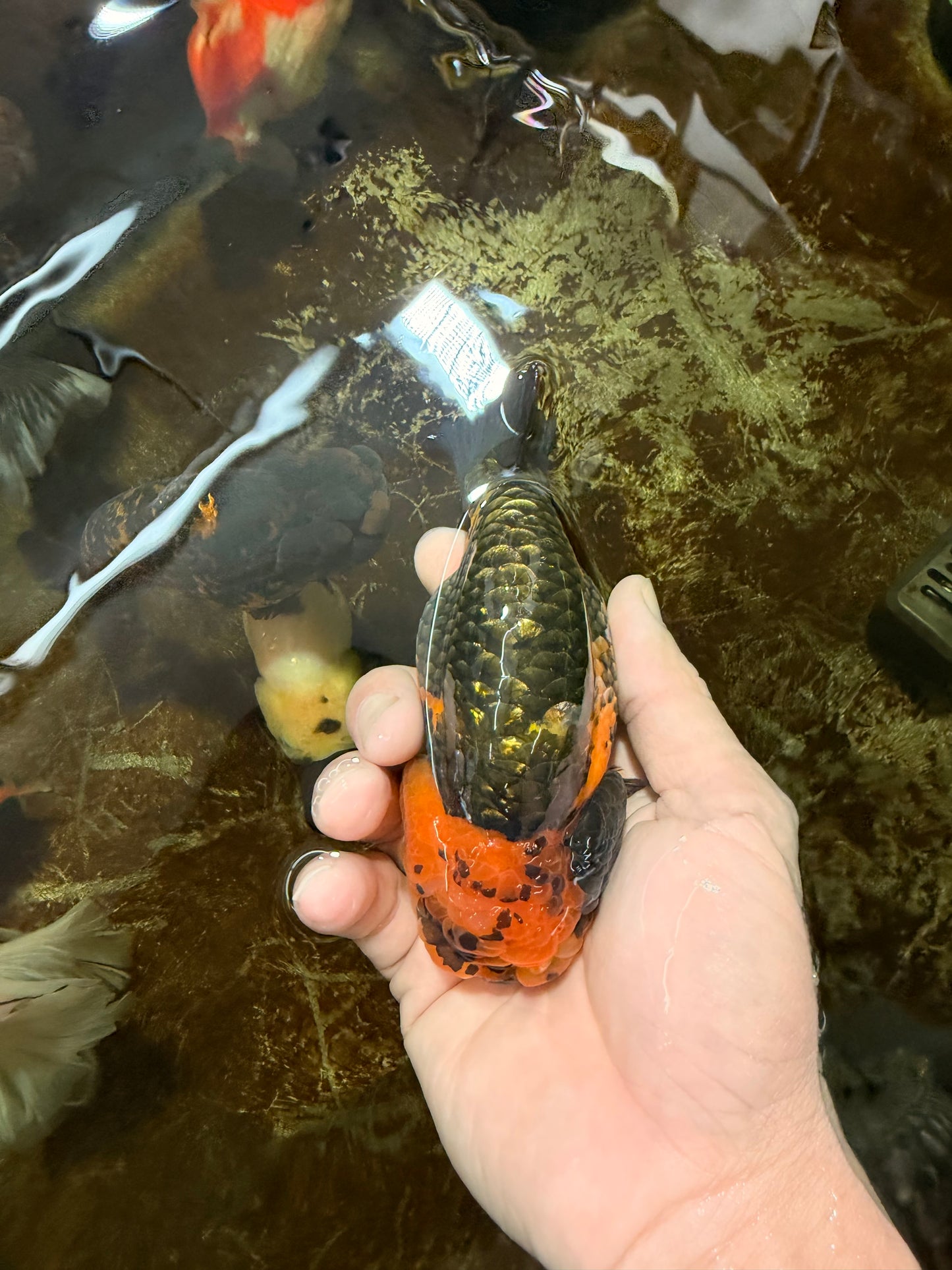 A Grade Chinese Apache Ranchu 4.5-5 inches #110725RC_12